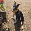Benni, kleiner Welpe sucht neues Zuhause
