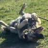 Aron  freundlicher Kangal
