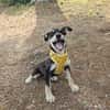 Josie, kleiner Welpe sucht neues Zuhause