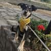 Josie, kleiner Welpe sucht neues Zuhause