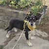 Josie, kleiner Welpe sucht neues Zuhause