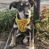 Josie, kleiner Welpe sucht neues Zuhause