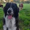 Harry - ein treuer Prachtkerl