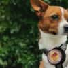 Hurin - Traumhund sucht Traumzuhause