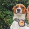 Hurin - Traumhund sucht Traumzuhause