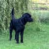 Horst, Riesenschnauzer (geb. 01.2018)