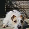 Spike Traumhund aus RO in DE 42857