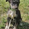 Bobby, kleiner Hund sucht neues Zuhause