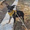 Bobby, kleiner Hund sucht neues Zuhause