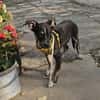 Bobby, kleiner Hund sucht neues Zuhause