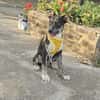 Bobby, kleiner Hund sucht neues Zuhause
