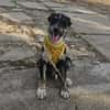 Bobby, kleiner Hund sucht neues Zuhause
