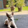 💕Skadi💕 sucht eine liebe Familie🐾💕🐾