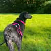 💕Finja💕 sucht ihre Menschen 🐾💕🐾