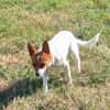 NOISETTE