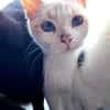 Imre