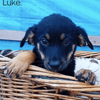Luke