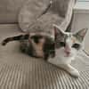 LOLA adorable minette tricolore
