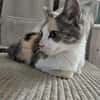LOLA adorable minette tricolore