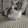 LOLA adorable minette tricolore