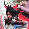 ZIGGY le petit pinscher