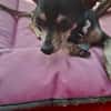 ZIGGY le petit pinscher