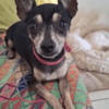 ZIGGY le petit pinscher