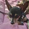 ZIGGY le petit pinscher