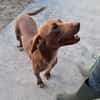 LOLA mix segugio