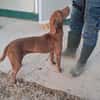 LOLA mix segugio