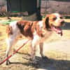Leopoldo
