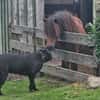 Abby sucht ein Zuhause Vermittlungshilfe