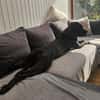 Abby sucht ein Zuhause Vermittlungshilfe