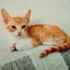 Lieber, junger Kater Pelayo