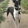 Milano  eleganter Windhund-Mix
