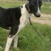 Milano  eleganter Windhund-Mix