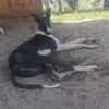 Milano  eleganter Windhund-Mix