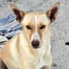 Charly4 sucht ein Zuhause
