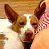 Teddy3 sucht ein Zuhause