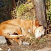 Seelenhund Zenyt sucht Seelenmenschen