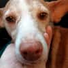 Seelenhund Zenyt sucht Seelenmenschen