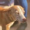 Seelenhund Zenyt sucht Seelenmenschen