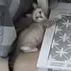 Zutraulicher, junger Kater Mc Eyes