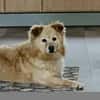 ALVIN sucht Zuhause