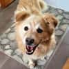 ALVIN sucht Zuhause