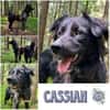 CASSIAN * Schmusekatze im Hundekostüm
