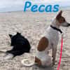 NOTFALL! Pecas rennt die Zeit davon!!