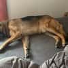 Ricky - Schäferhundfans gesucht