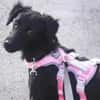 Hanuta ist eine zarte Prinzessin 🐾