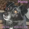 Malina (auf PS in 24601 Ruhwinkel)